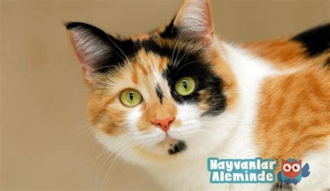 Calico Kedi Patiska Hakkında 10 Muhteşem Bilgi Hayvanlar Aleminde