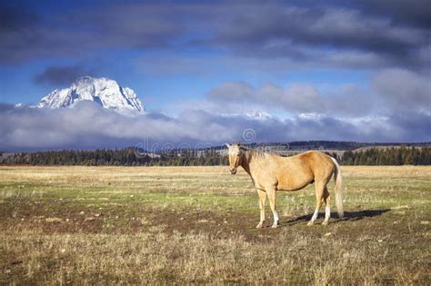 Grazing Horse In The Grand Teton National Park Wyoming Usa Stock