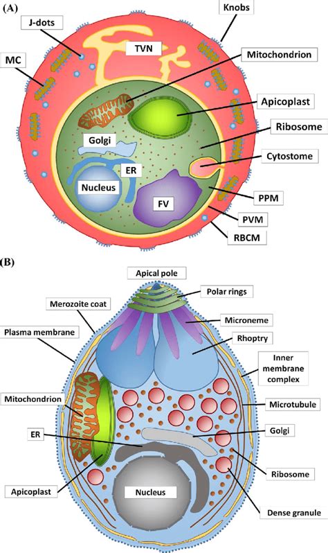 Red blood cells diagram ✅. Membrane compartments of the P. falciparum blood stages ...