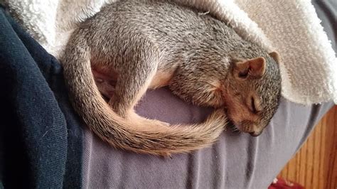 Where Do Squirrels Sleep At Night Find Out Here Squirrel Arena