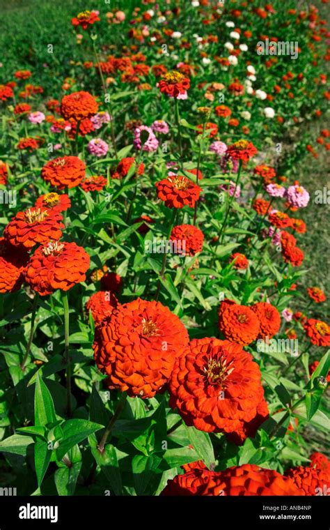 Flower Garden Red Zinnias Stock Photo Alamy
