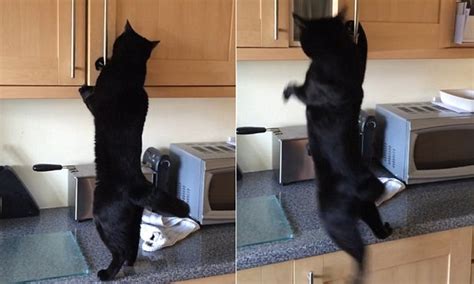Cat Swings From Cupboard Door In Food Search Daily Mail Online