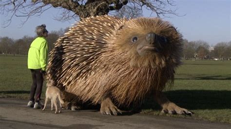 Dinsdale Giant Hedgehog Starts Appearing In London Daily Mail Online