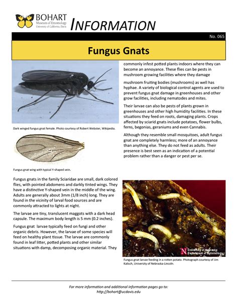 Fungus Gnats Bohart Museum Of Entomology