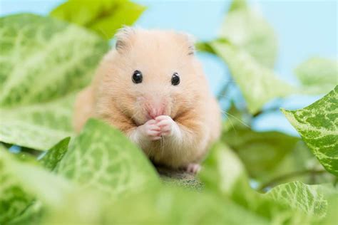 Can Hamsters Eat Celery Find Out If Its Safe To Feed Celery To Your