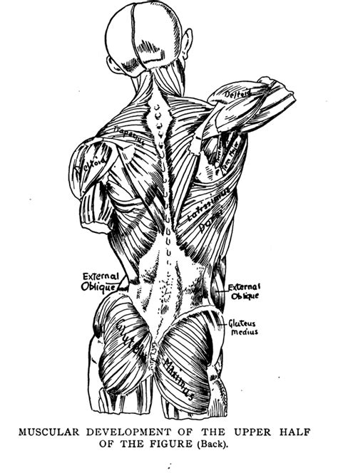 Wannarit's anatomical drawings unravel the complex parts of the human body, from tendons and ligaments to joints and muscle tissue. Human Anatomy and Figure Drawing for Artists Drawing Comics, Cartoons, and Caricatures ...
