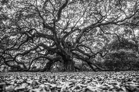 Angel Oak Tree In B And W Photograph By John Mcgraw Fine Art America
