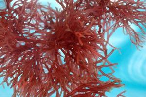 Seaweed research and utilisatio ll, 23 (1 & 2) : Agar Agar Supplier - Where To Buy Agar Agar | AEP Colloids