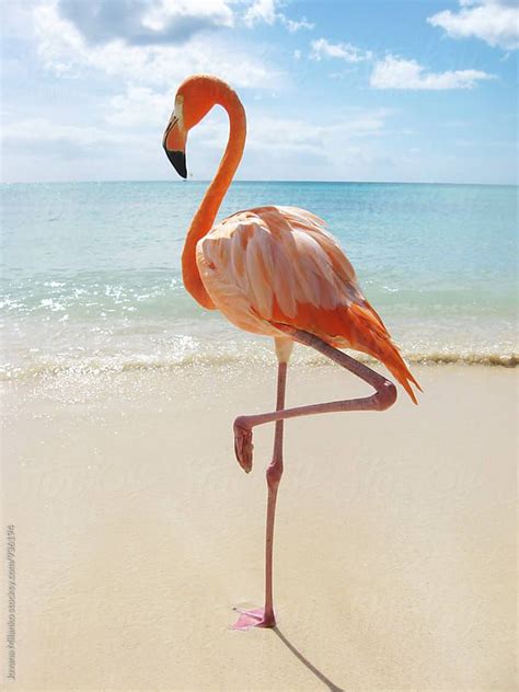 A Pink Flamingo Standing On Top Of A Sandy Beach Next To The Ocean And