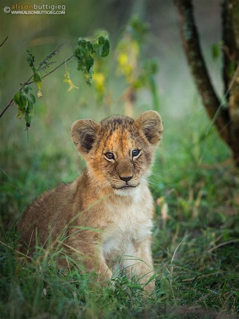 The Sweetest Little Lion Cub Alison Buttigieg Wildlife Photography