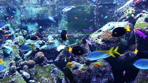 Best Fish Tanks In 2017 Buying Guide And Reviews Fishanatic