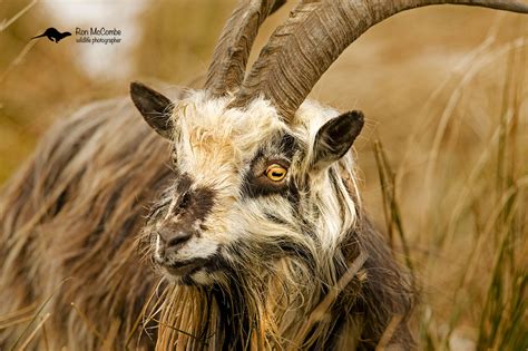 Feral Goat Langholm Moor Scottish Borders Wildlife