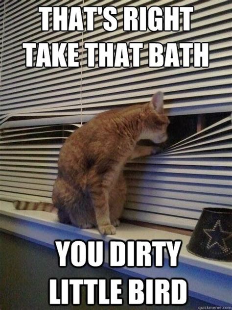 Funny Cat Memes Best Cute Kitten Meme And Pictures