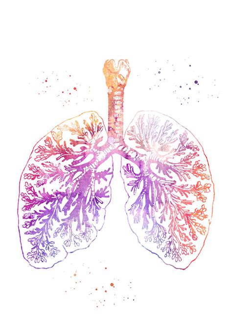 Anatomical Lungs Digital Art By Erzebet S Pixels