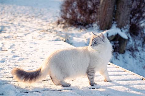 Siberian Cats—all You Need To Know In One Place