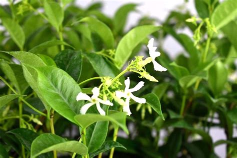 Jasmine Plant Best Indoor Plants That Help You Sleep Popsugar Home
