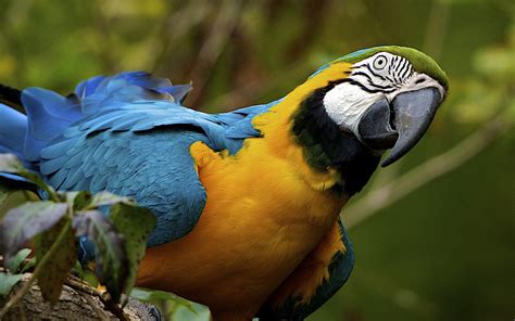 The chest and underside of the wings and belly are a bright golden yellow. Blue-and-yellow Macaw HD Wallpaper | Background Image ...