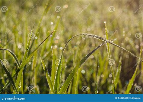 Natural Morning Dew On Grass At Sunrise Stock Photo Image Of Clean