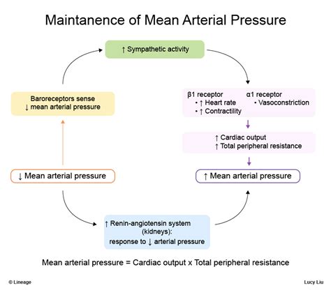 Maintenance Of Mean Arterial Pressure Usmle Strike