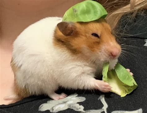 Psbattle Hamster With A Leaf On Head Eating A Leaf Rphotoshopbattles