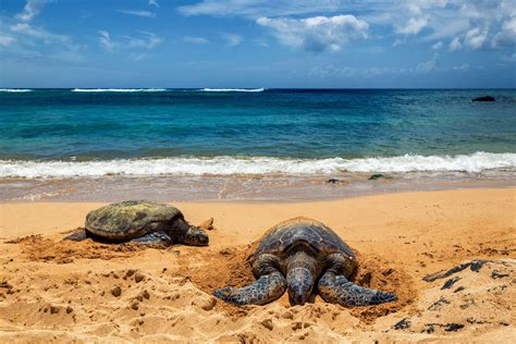 Where To See Turtles On Oahu Hawaii Travel Spot