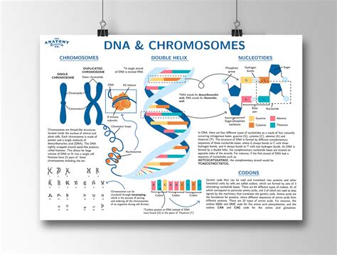DNA And Chromosome Science Poster Etsy
