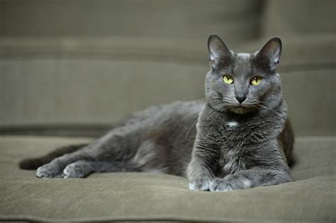 Does your pet cat match your temperament? Breed of Cat You Should Adopt Based on Your Zodiac Sign