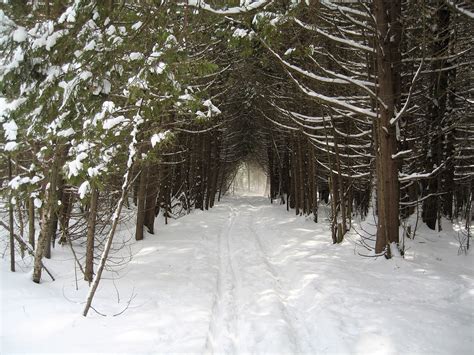 Tree Tunnel Snow Fall At Far End X Country Path John Hoagland Flickr