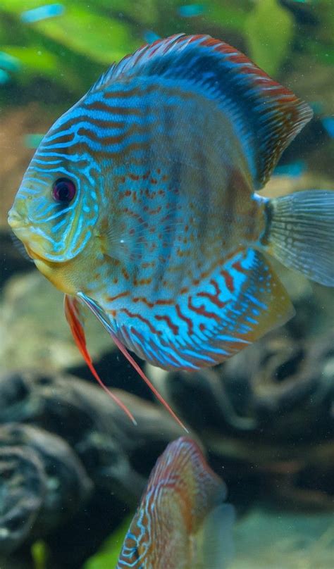 50 lijepe ribe - slike začuđuju