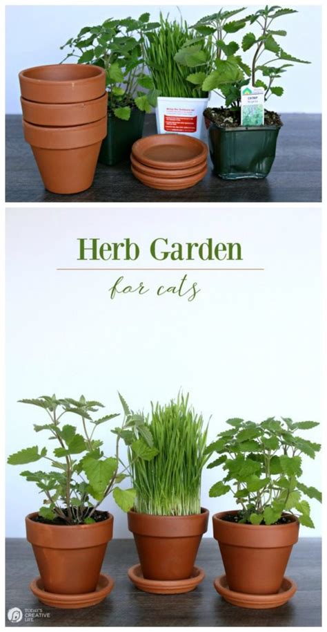 This is a popular question and one that draws mixed views among cat parents. Herb Garden for Cats | Today's Creative Life