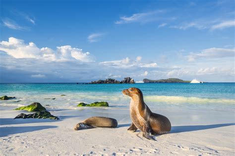 Dream Vacations In The Galapagos Islands Tourlane