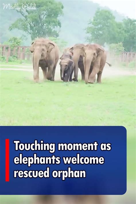 Touching Moment As Elephants Welcome Rescued Orphan In 2024 Elephant