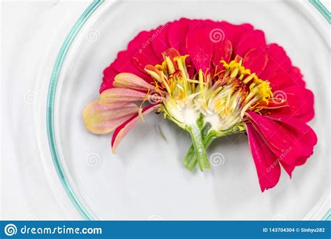 Study Of Flowering And Fruit Structures Stock Photo Image Of