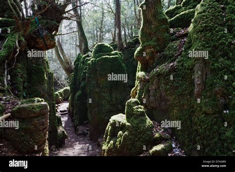 Puzzlewood Coleford Forest Of Dean Gloucestershire Stock Photo