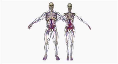 Male And Female Circulatory System Anatomy 3d Model Cgtrader