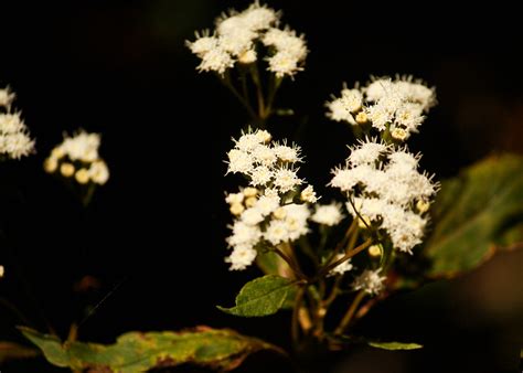 9 common lawn weeds in northern virginia: weed white flowers | Springbrook, QLD, Australia | Daniela ...