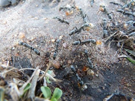 Safari Ecology The Role Of Termites In The Savanna Biome