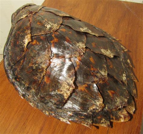 The oil company is the first to be held individually liable, but climate justice groups aim to ensure it. Antiques Atlas - Very Rare Turtle Shell