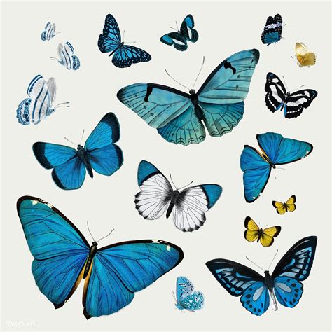 Moths and blue monarch butterfly png. Download premium illustration of Vintage Common Blue butterflies in 2020 | Butterfly ...