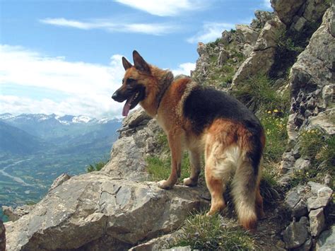German shepherds have essentially two lengths of hair. German Shepherd Dog (short haired).. - PetShopTop