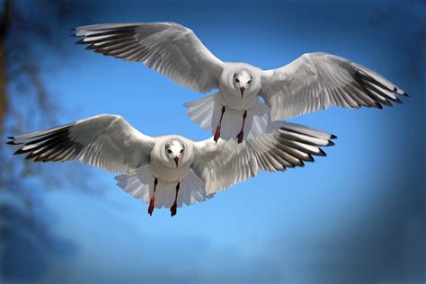 Beautiful Birds Flying 4k Wallpaper