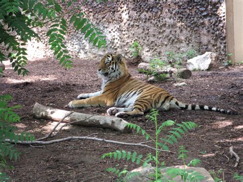Tiger In His Den By Chillfawx On Deviantart