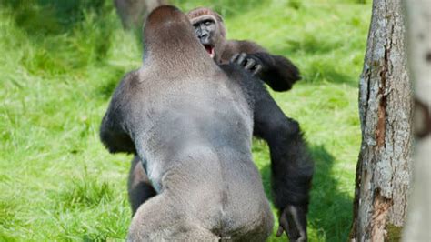 Gorilla Brothers Heartfelt Reunion Captured On Camera