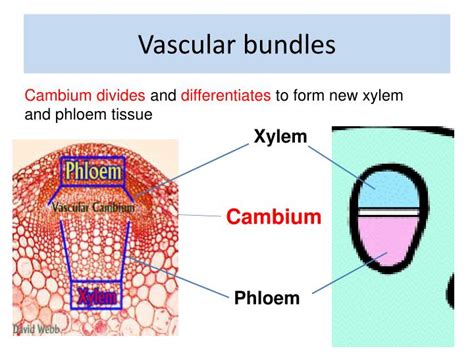 What Is Vascular Bundle And Its Types Best Design Idea