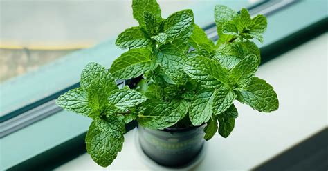 When And How To Harvest Mint The Garden Magazine