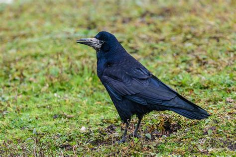 Rook Corvus Frugilegus Wwt Slimbridge Gloucestershire Flickr