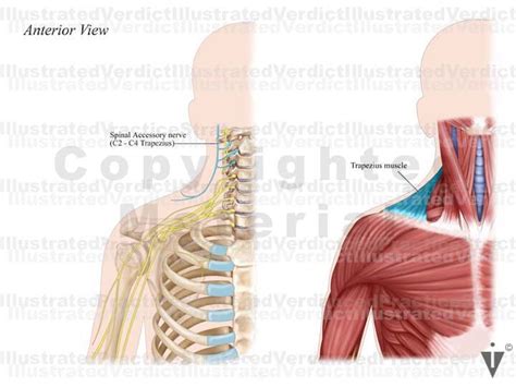 Stock Neck Spinal Accessory Nerve — Illustrated Verdict