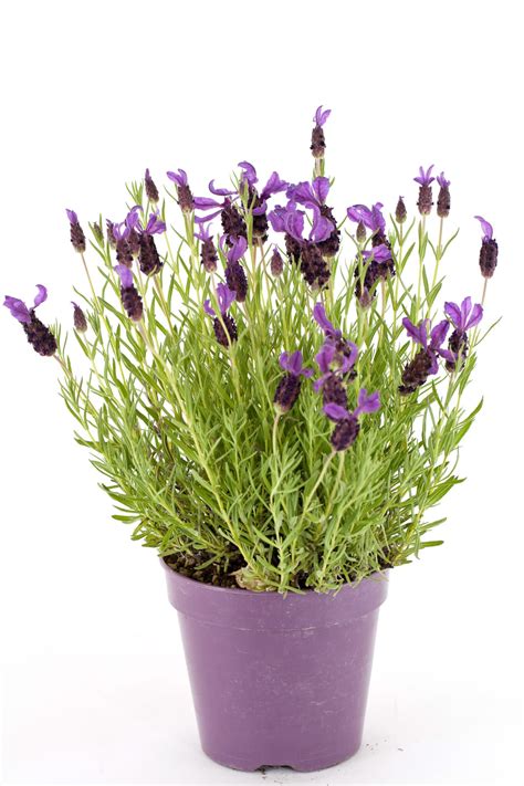 Lavender Flower Pot Polito Weddings