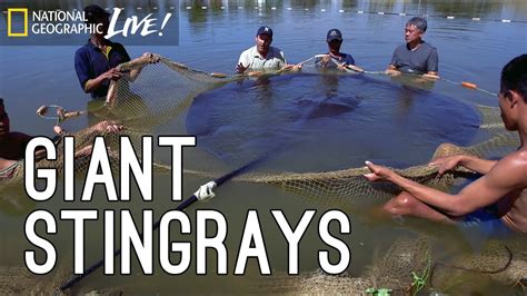 Monster Fish Part 3 Elusive Giant Rays Nat Geo Live Youtube