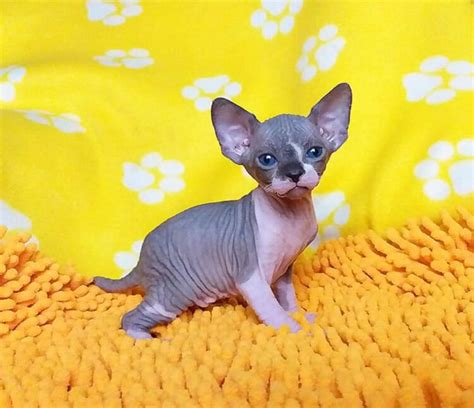 blue eyed sphynx kittens sphynx  adoption affordable cats